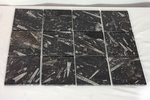 Orthoceras fossil tiles - orthoceras,